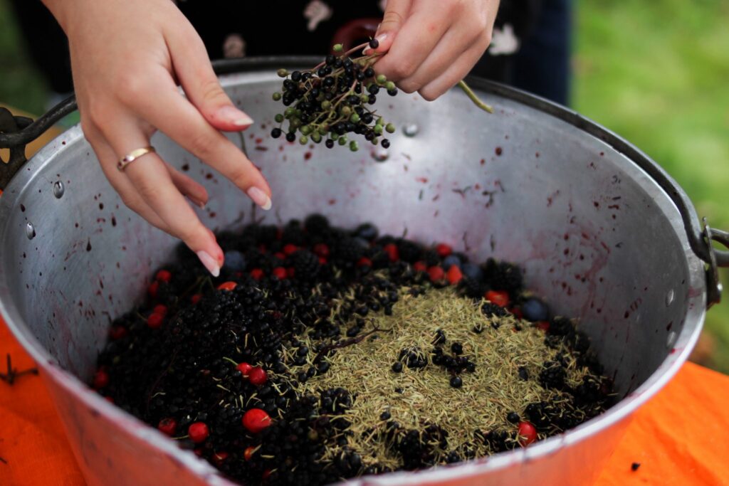 Foraging berries to make medicinal syrups